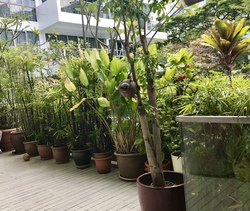 Ola Residences (D15), Condominium #201216892
